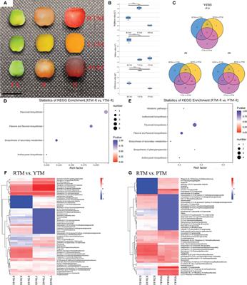 Metabolome integrated with transcriptome reveals the mechanism of three different color formations in Taxus mairei arils